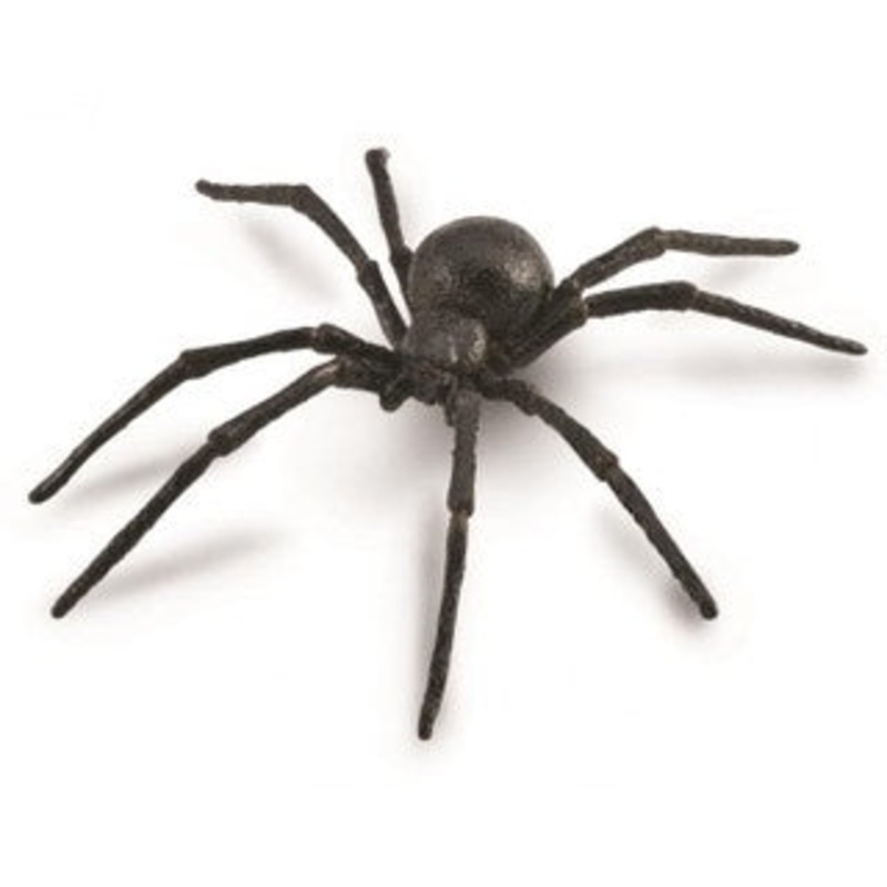 Black Widow Spider