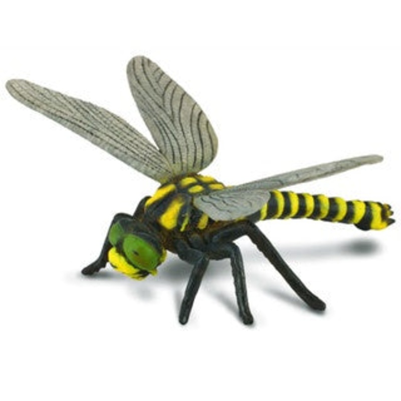 Golden Ringed Dragonfly
