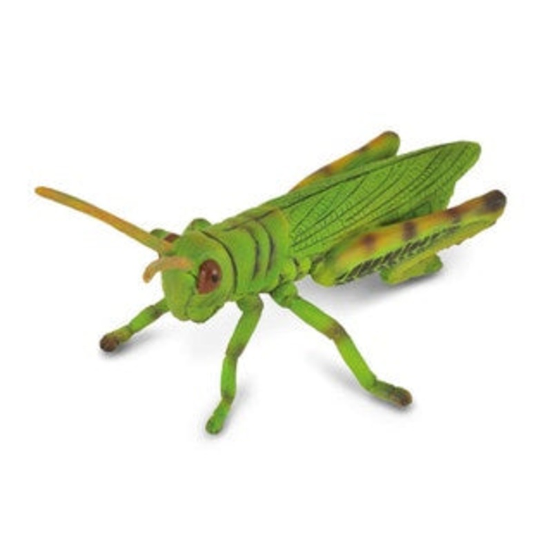 Grasshoper