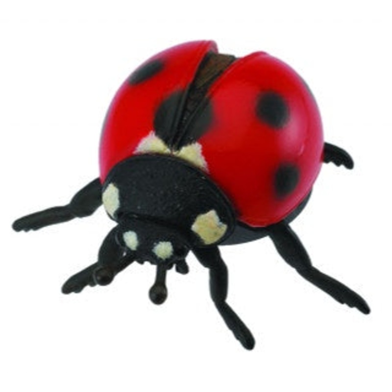 Ladybird