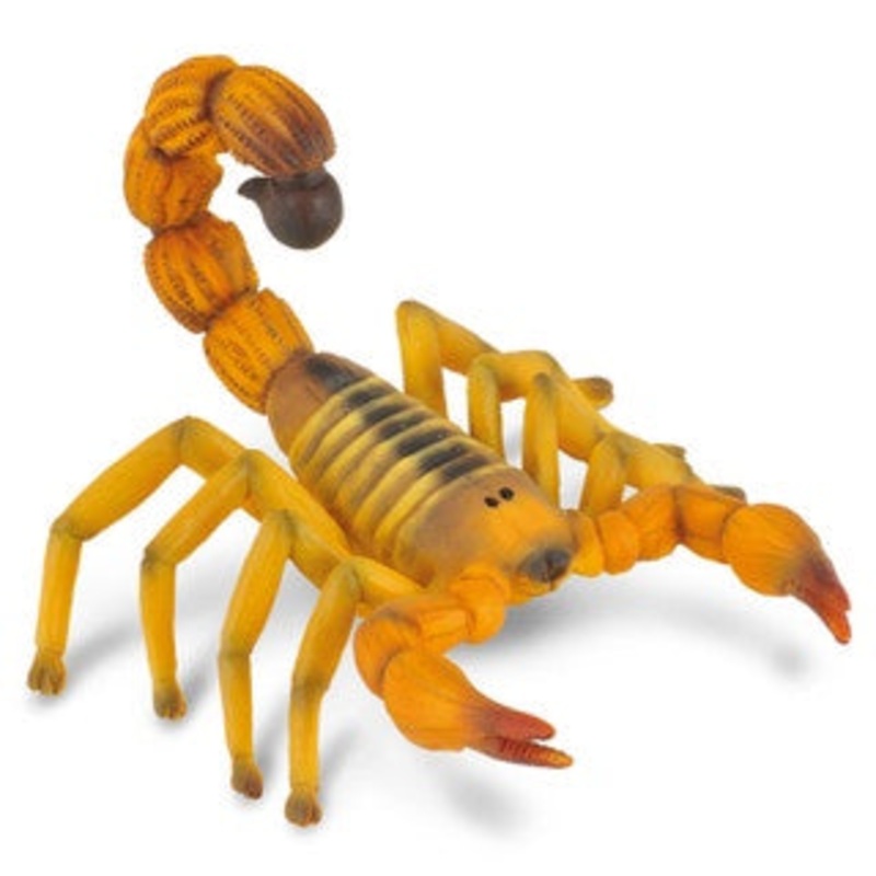 Yellow Fat Tail Scorpion