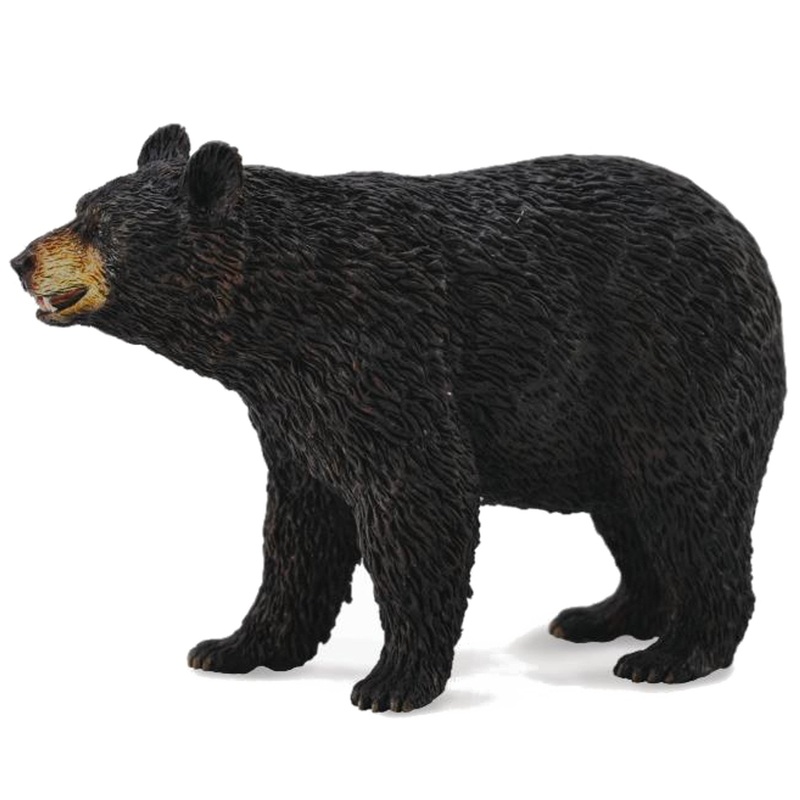 American Black Bear