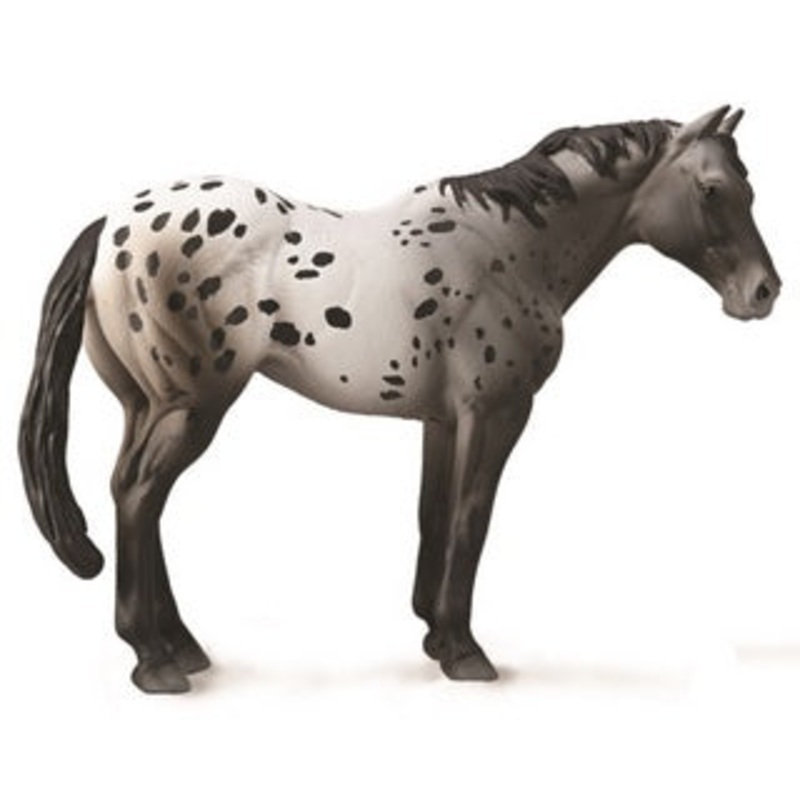 Appaloosa Blue Roan