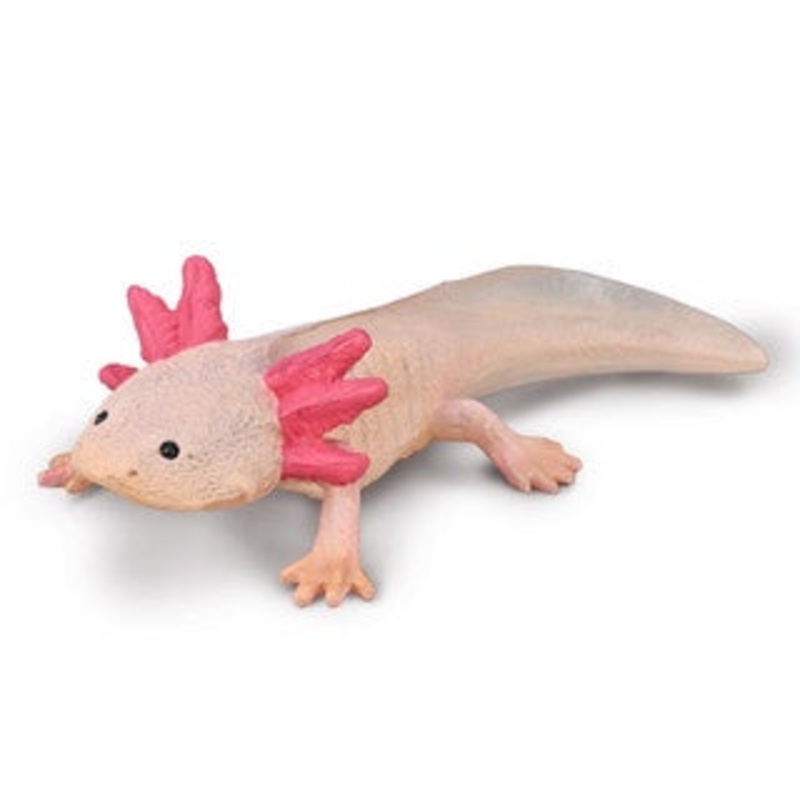 Axolotl
