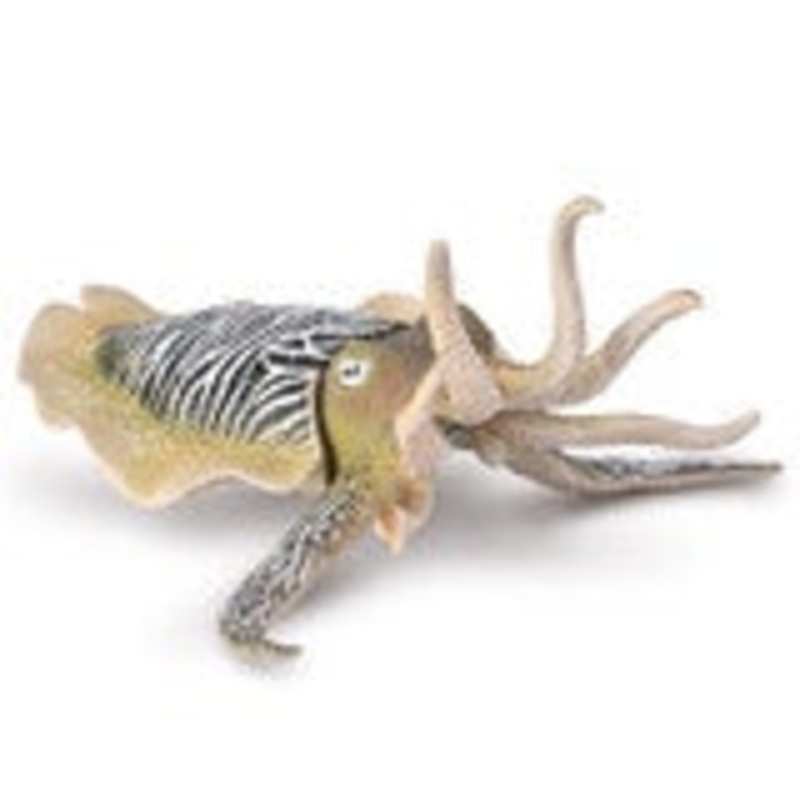 Common Cuttlefish