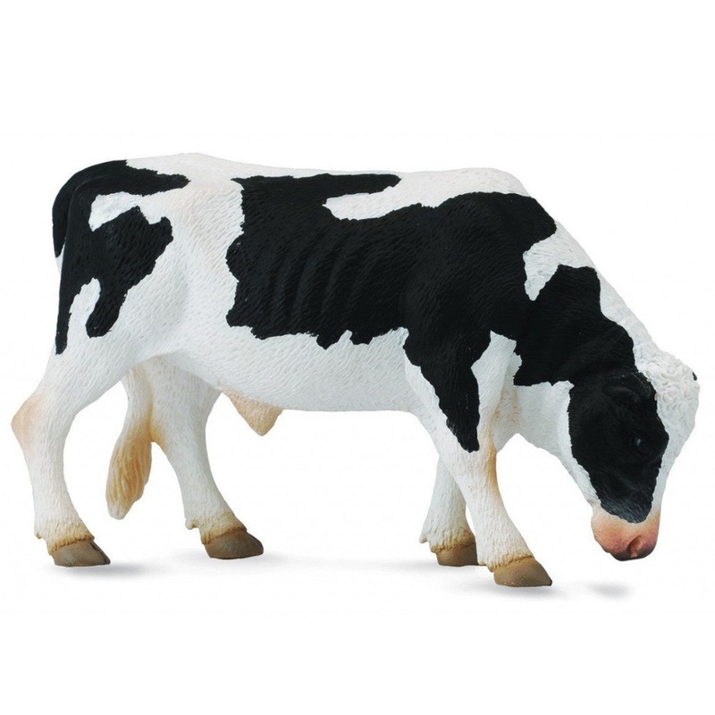 Friesian Bull
