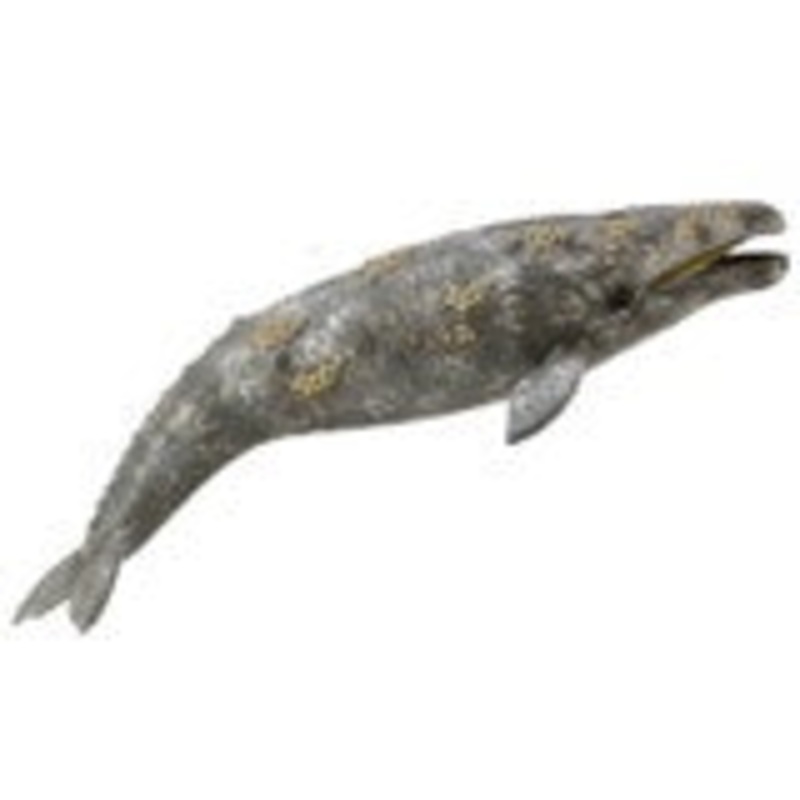 Gray Whale