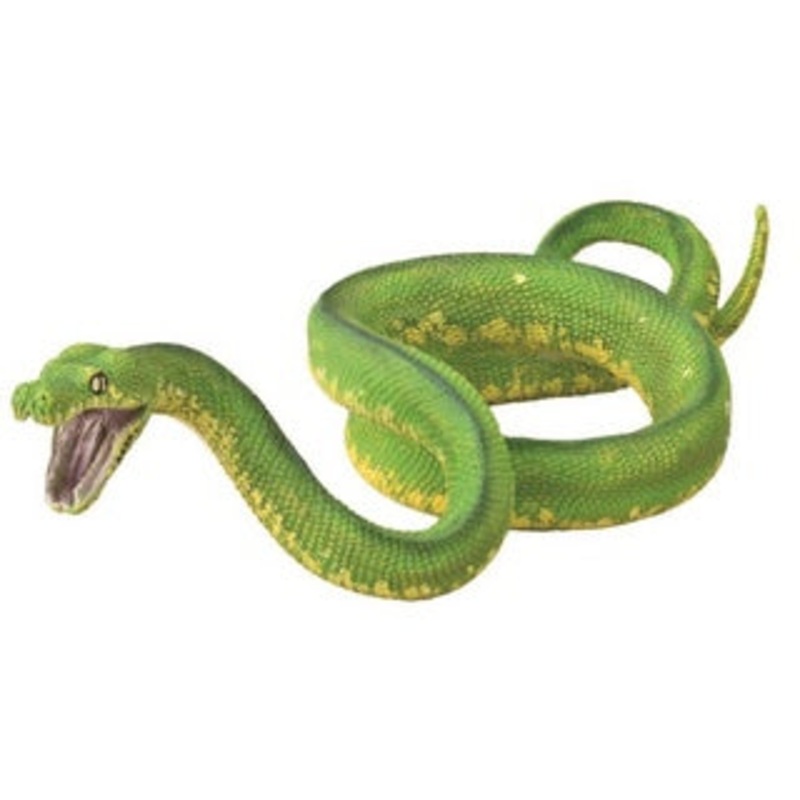 Green Tree Python