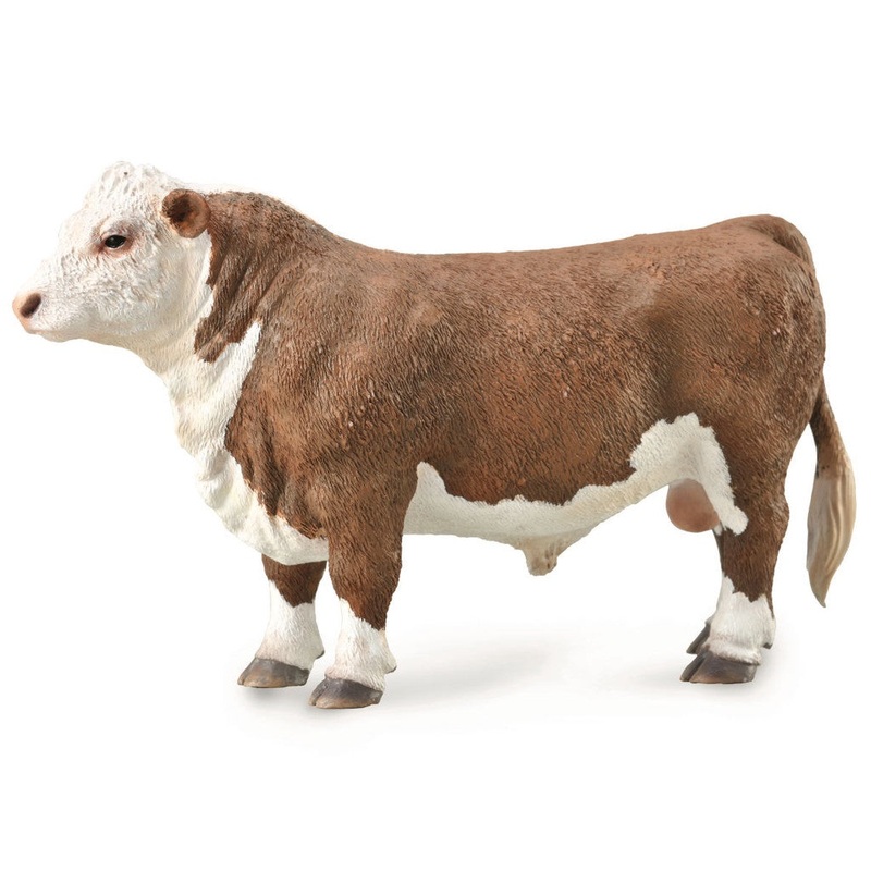 Hereford Bull