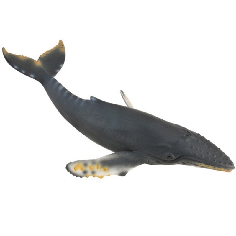 Humpback Whale