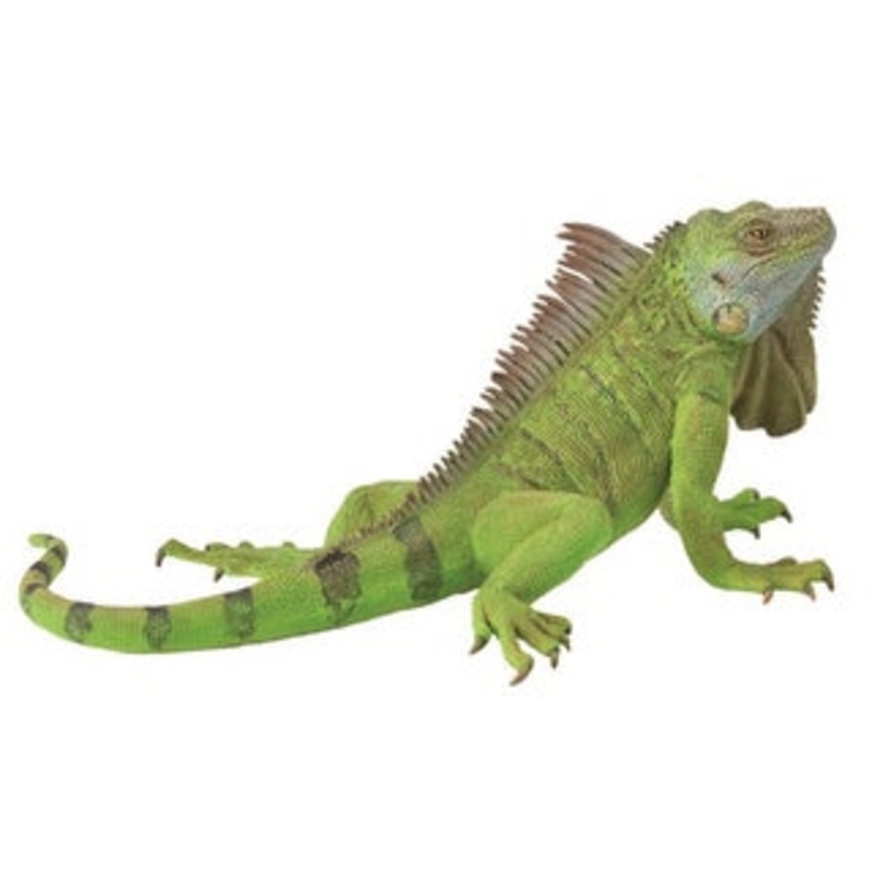 Iguana