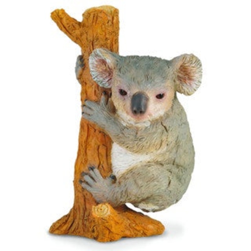 Koala Climbing