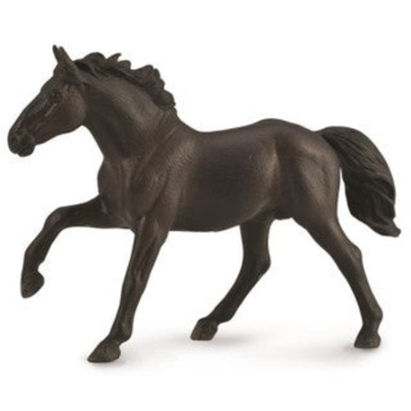 Nonius Stallion