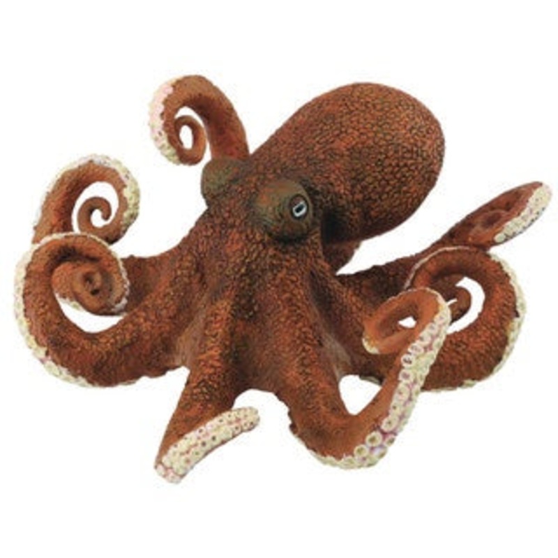 Octopus