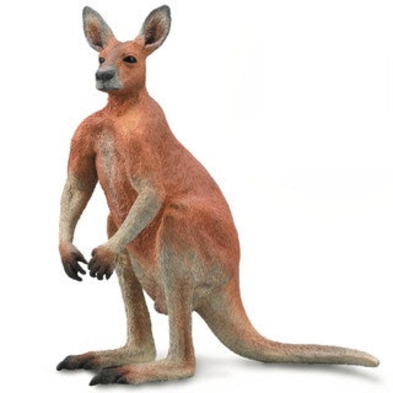 Red Kangaroo – Male