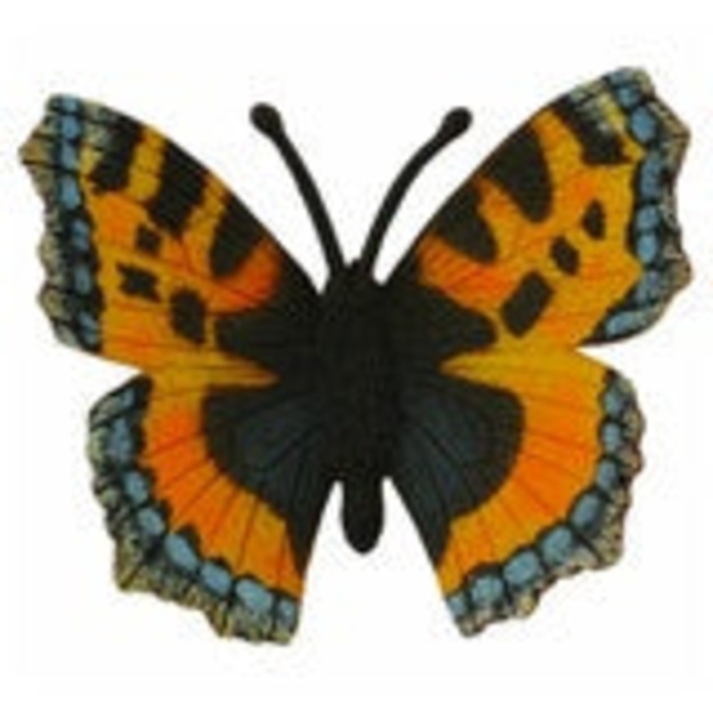 Small Tortoiseshell Butterfly