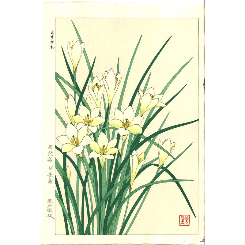 Kawarazaki Shodo – F118 Tamasudare (Zephyranthes candida)  – Free Shipping