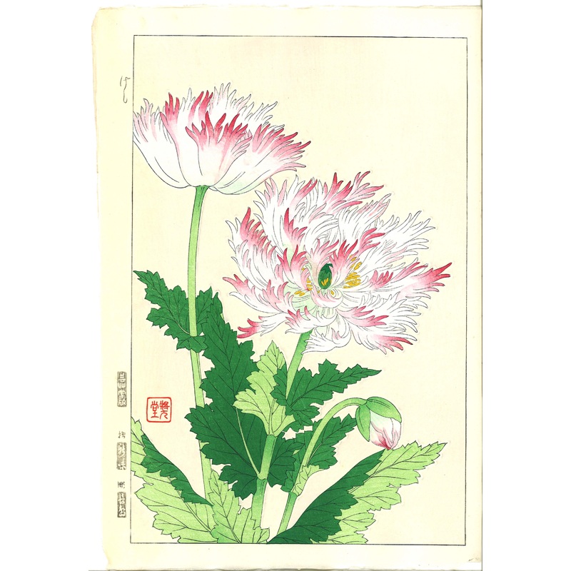 Kawarazaki Shodo – F122 Keshi (Poppy)  – Free Shipping