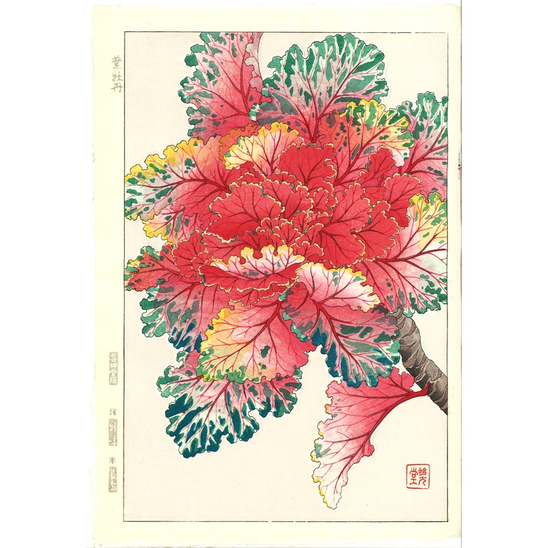 Kawarazaki Shodo – F128 Habotan (Ornamental Cabbage) – Free Shipping