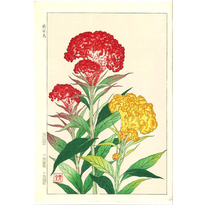 Kawarazaki Shodo – F137 Keito (Plumed Cockscomb) – Free Shipping