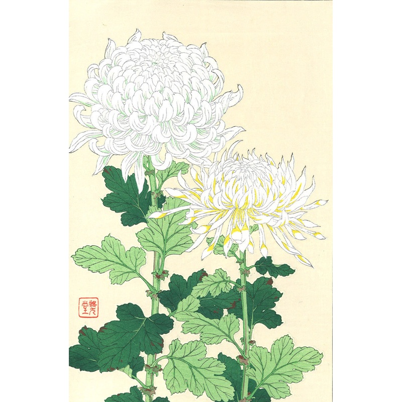 Kawarazaki Shodo – F33 Shiragiku (White chrysanthemum) – Free Shipping