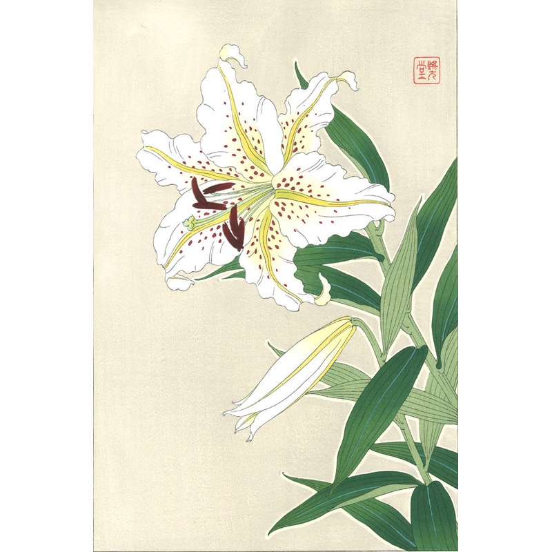 Kawarazaki Shodo – Yama Yuri (Japanese Lily)  – Free Shipping
