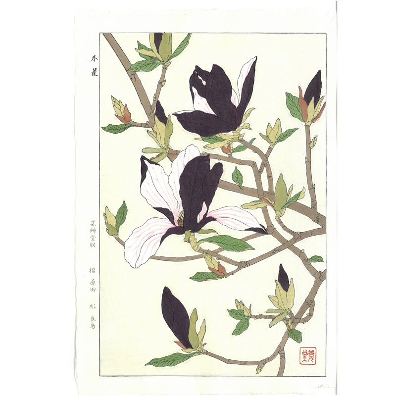 Kawarazaki Shodo – F077  Mokuren (Magnolia) – Free Shipping