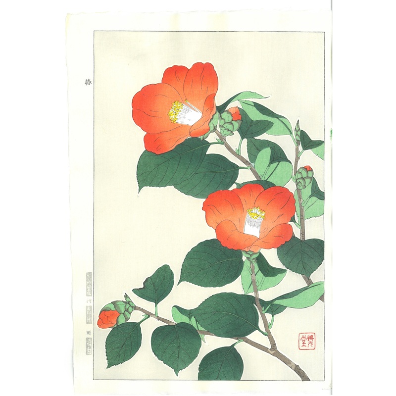 Kawarazaki Shodo – F50 Tsubaki (Japanese Camellia)  – Free Shipping