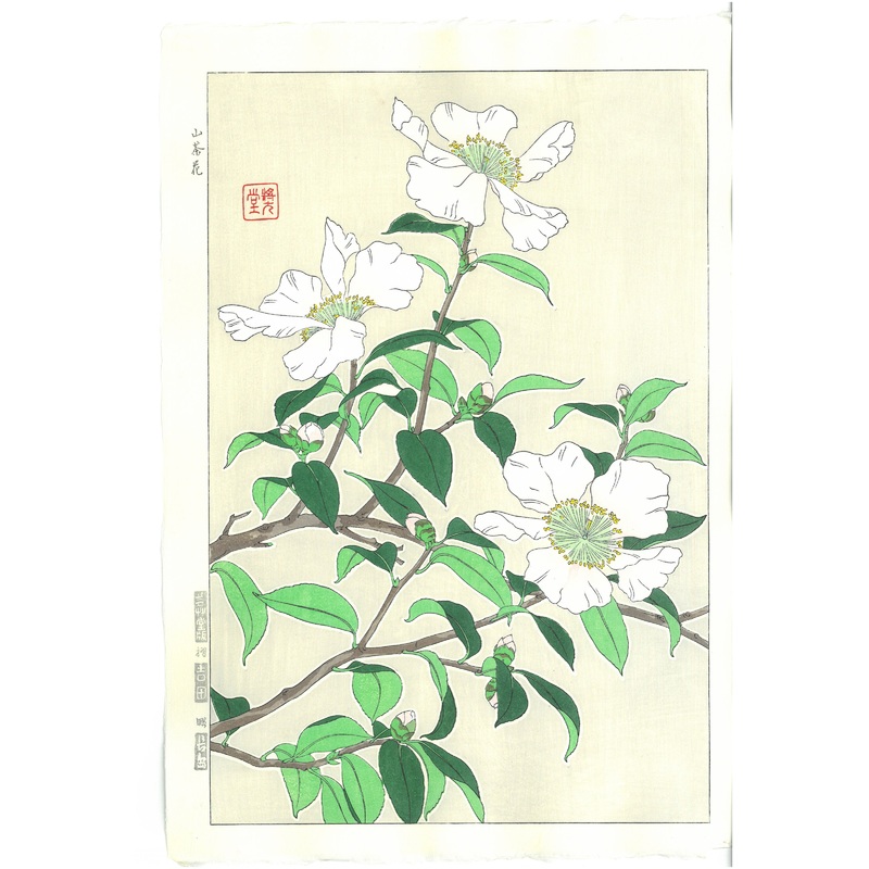 Kawarazaki Shodo – F52 Sazanka  (Japanese Camellia)  – Free Shipping