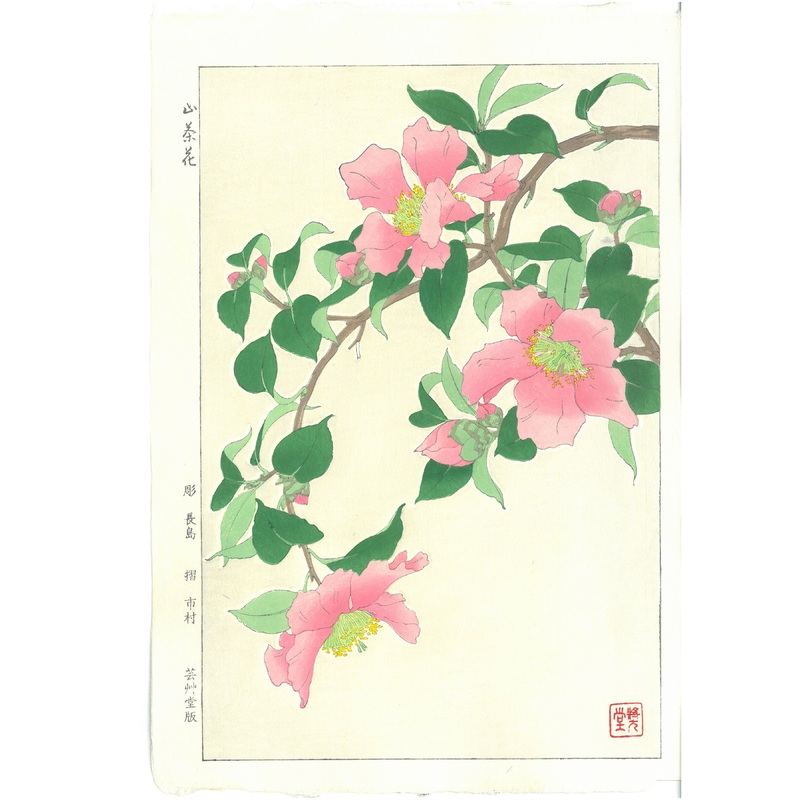Kawarazaki Shodo – F53 Sazanka (Camellia) – Free Shipping