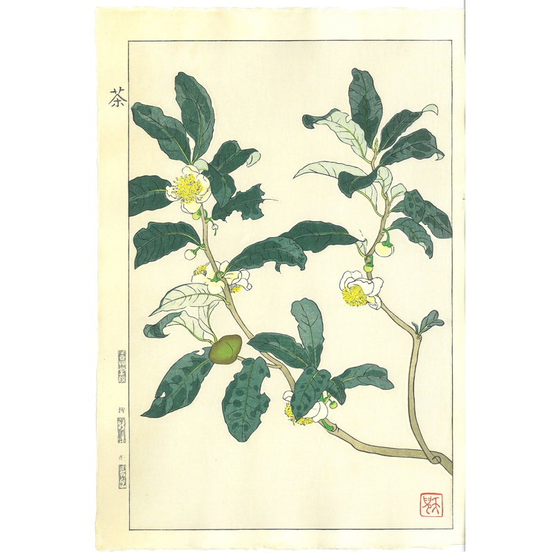 Kuzuhara Teru – F152  Ocha (Tea plant) –  Free Shipping