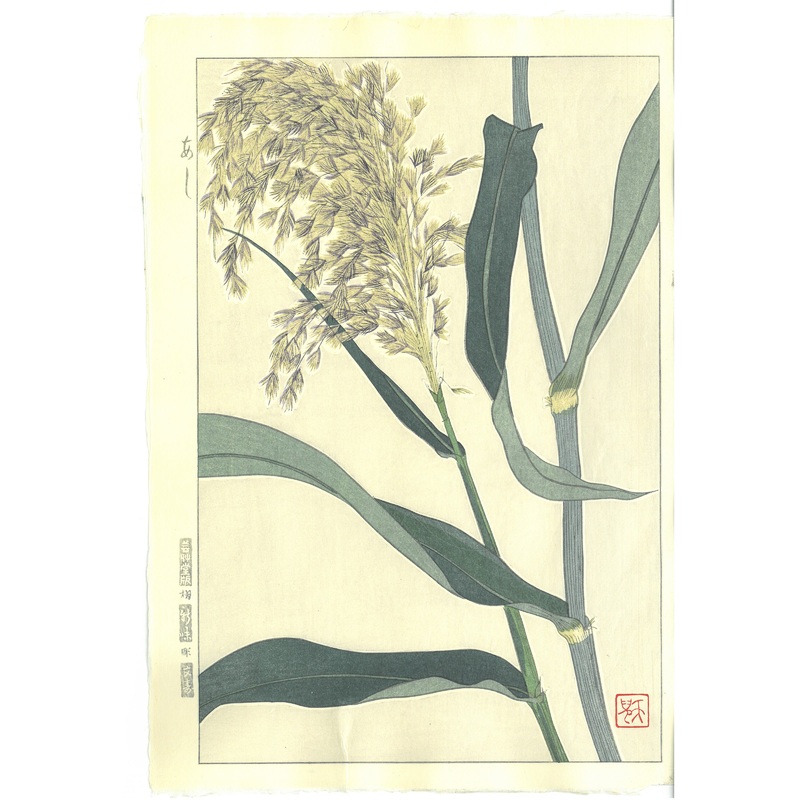Kuzuhara Teru – F158  Ashi (Reed) –  Free Shipping