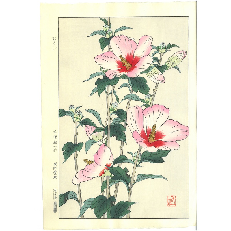 Osuga Yuichi – Mukuge – Free Shipping
