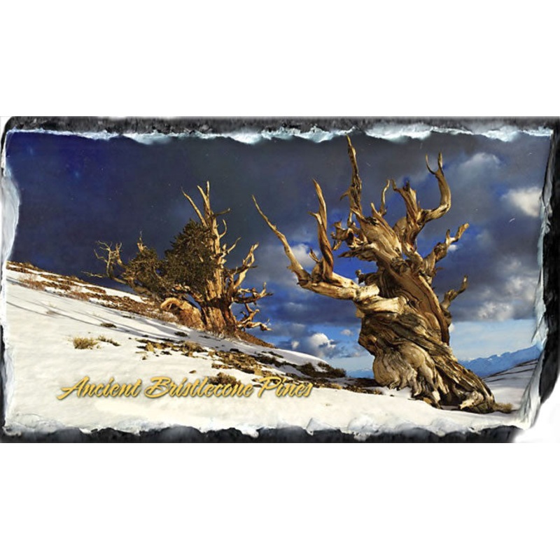 Bristlecone Slate