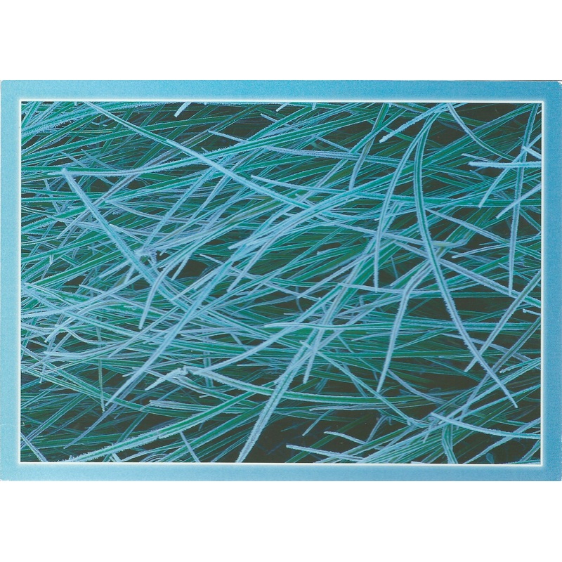 5X7 Sierra Nevada Greenery Postcard-QTY=50