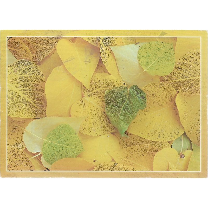 5X7 Sierra Nevada Leaves Postcard-QTY=50