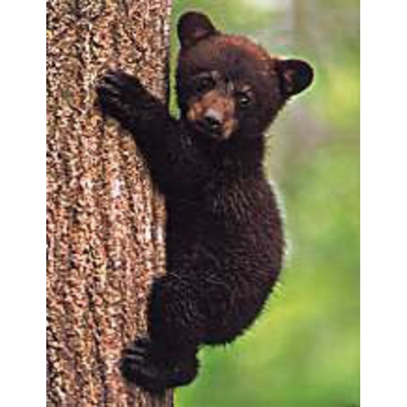 Bear Tree Magnet-QTY=10