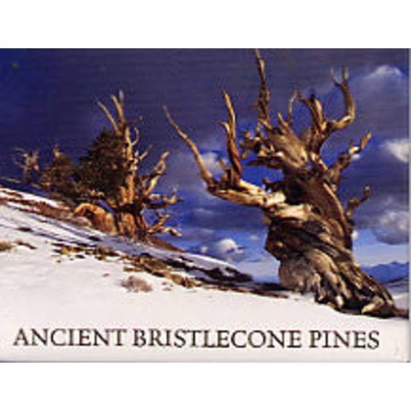 Bristlecone Ancient Pines Magnet-QTY=10