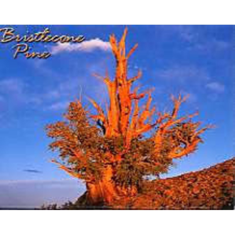 Bristlecone  Magnet-QTY=10