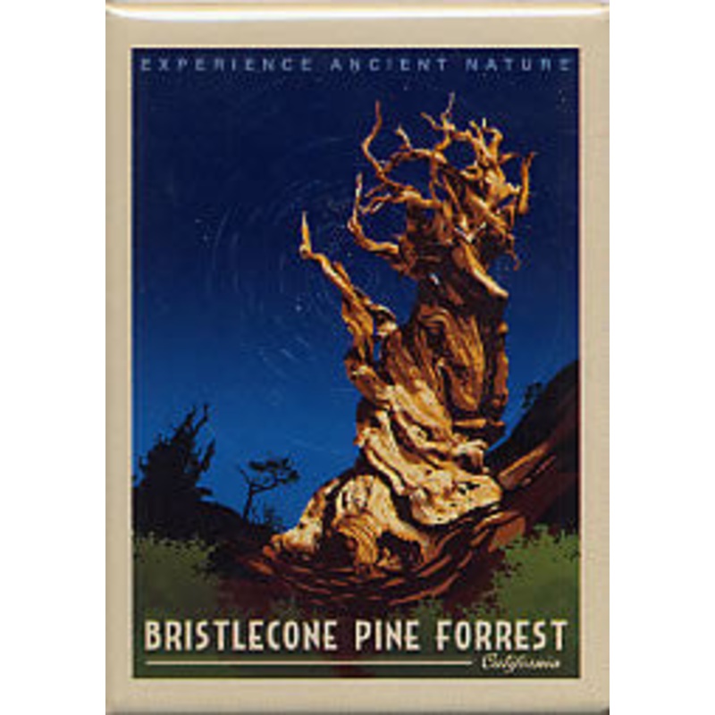 Bristlecone Retro Magnet – QTY=12