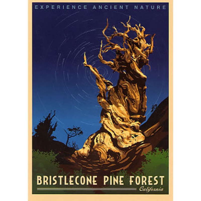 Bristlecone Retro Poster