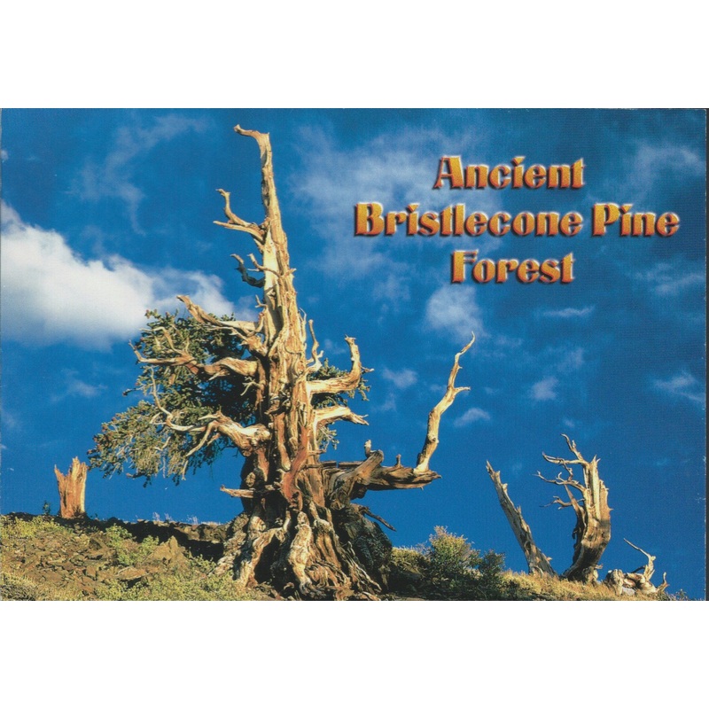 Ancient Bristlecone Pine Postcard-QTY=50