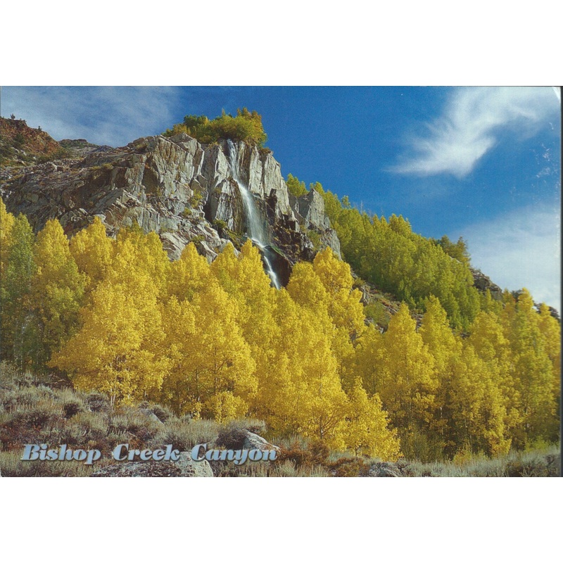 Bishop Fall Tress Postcard-QTY=50