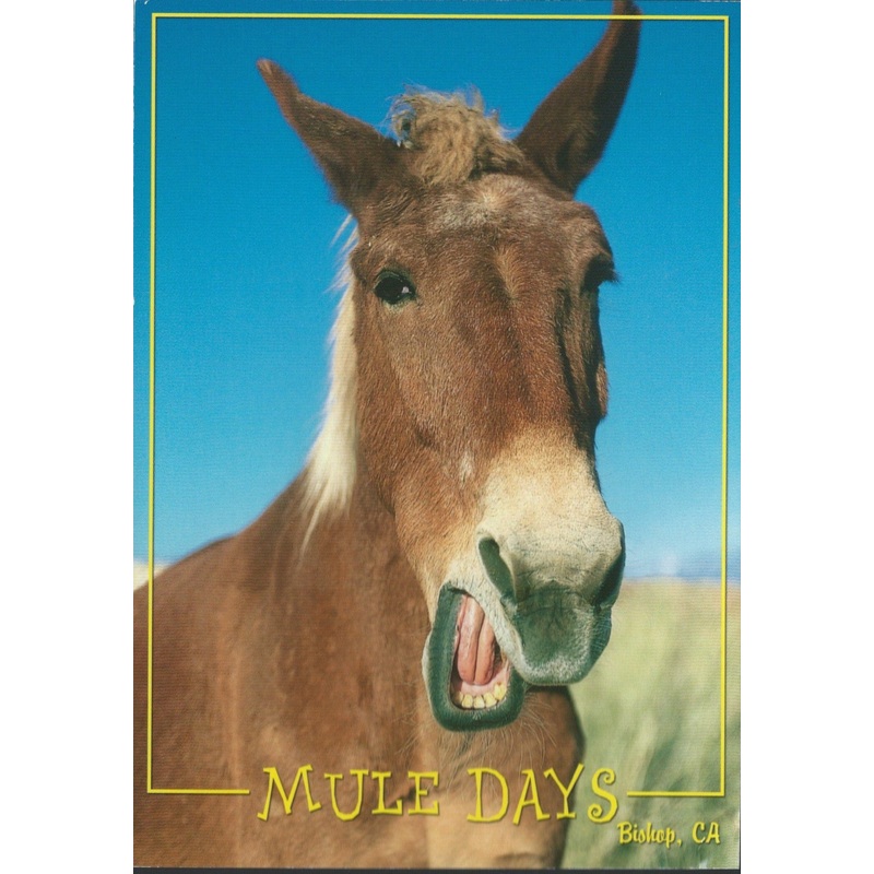 Bishop Mule Days Postcard-QTY=50