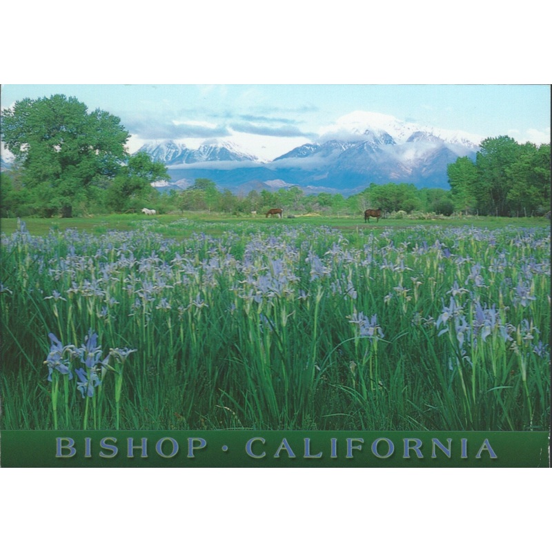Bishop Wild Flowers Postcard-QTY=50