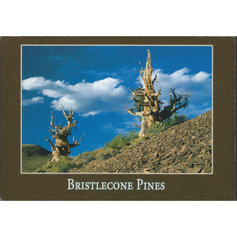 Bristlecone Hill Postcard-QTY=50