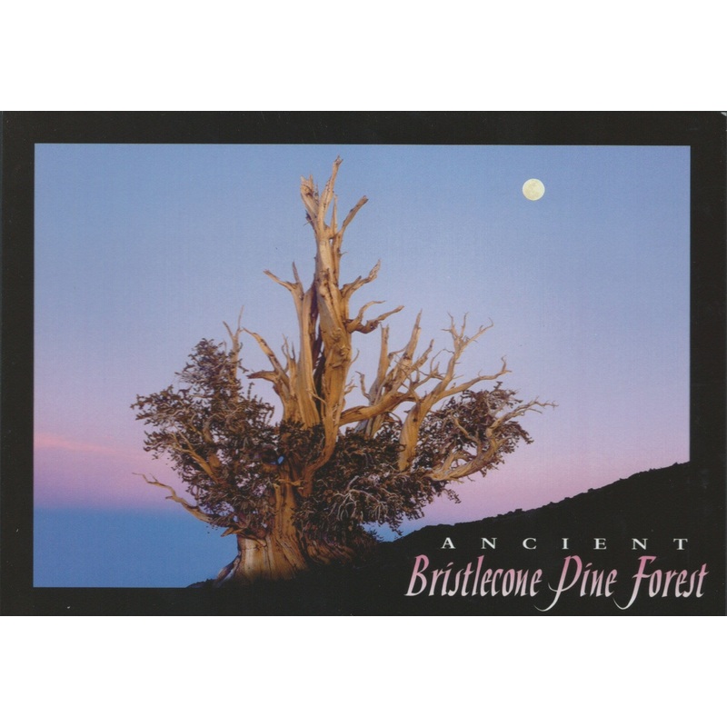 Bristlecone Night Postcard-QTY=50