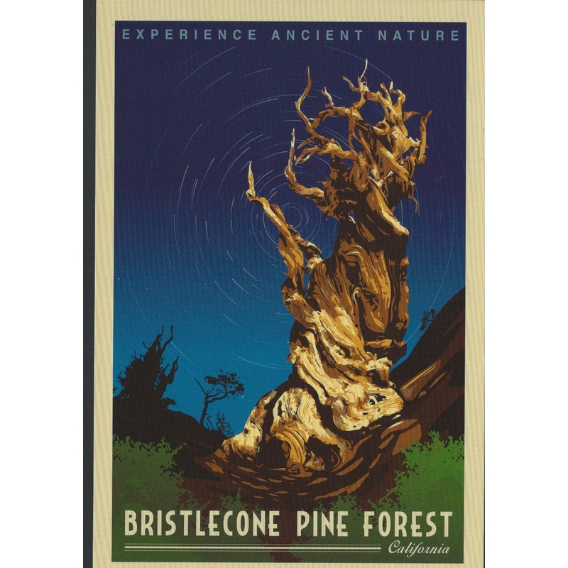 Bristlecone Retro Postcard-QTY=50