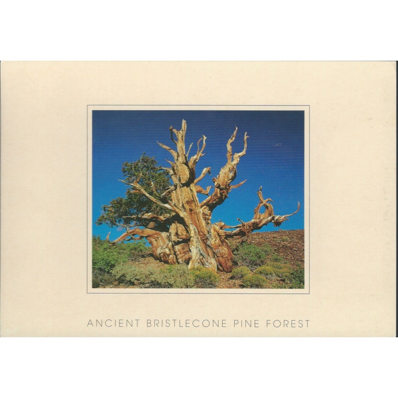 Bristlecone Tree Postcard-QTY=50
