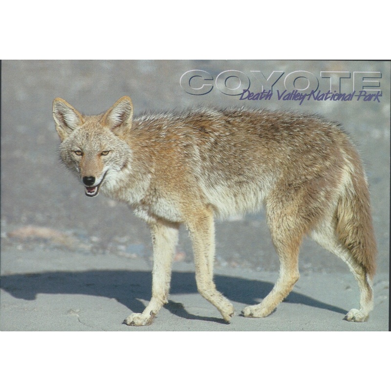 Death Valley Coyote Postcard-QTY=50